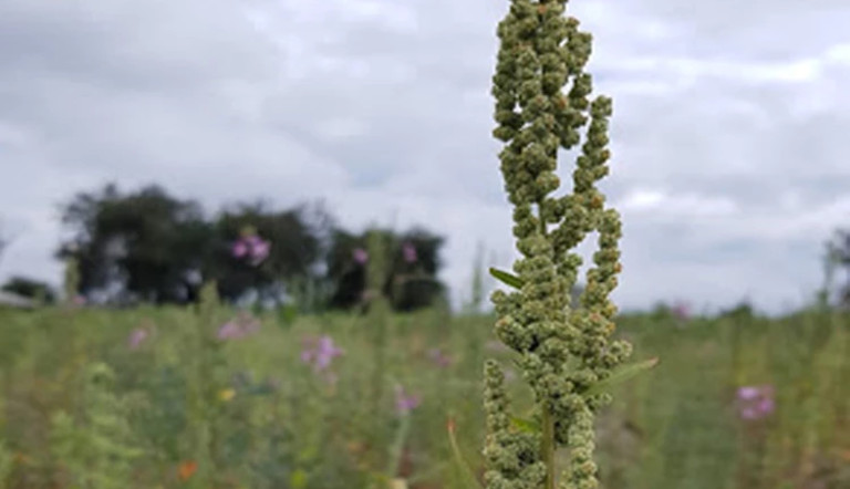 Quinoa